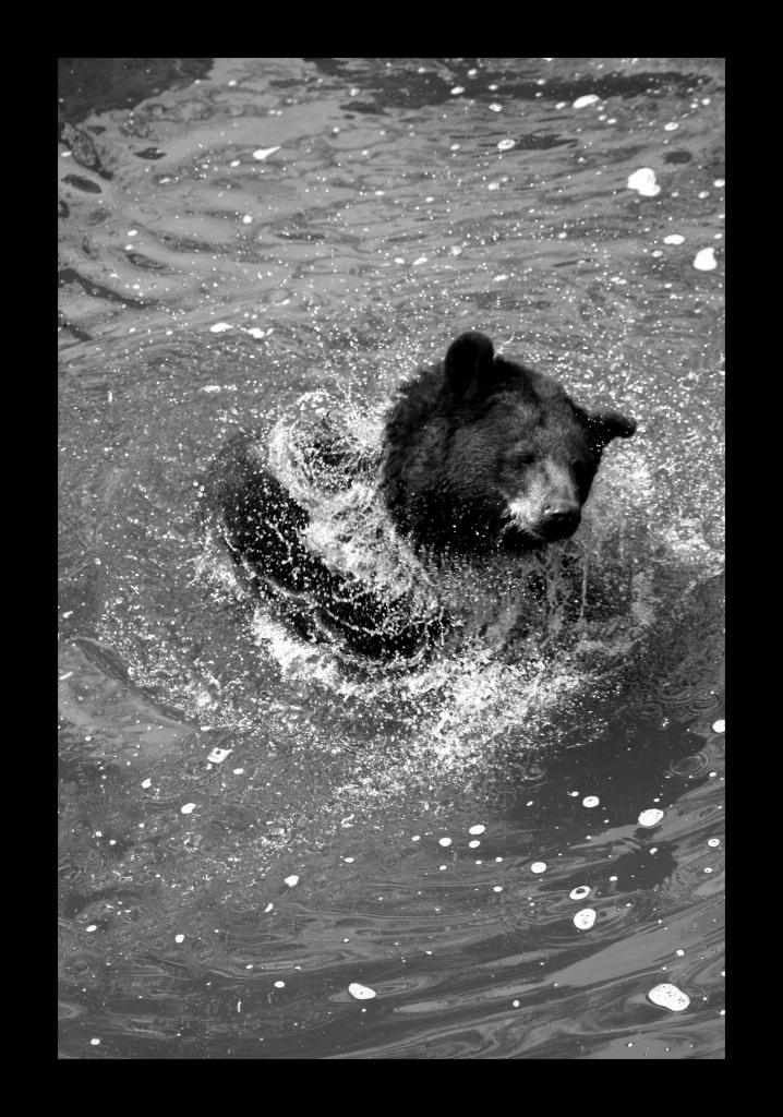 ZOO ARCACHON JUIN 2011 1020