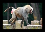 ZOO ARCACHON JUIN 2011 715