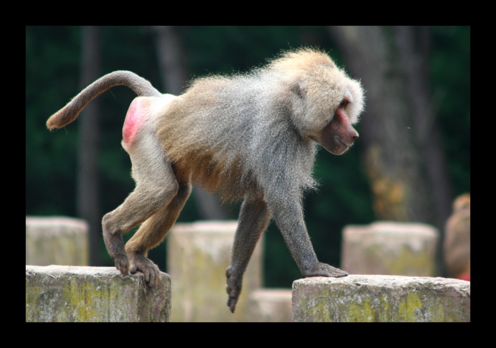 ZOO ARCACHON JUIN 2011 715