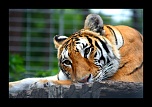 ZOO ARCACHON JUIN 2011 302