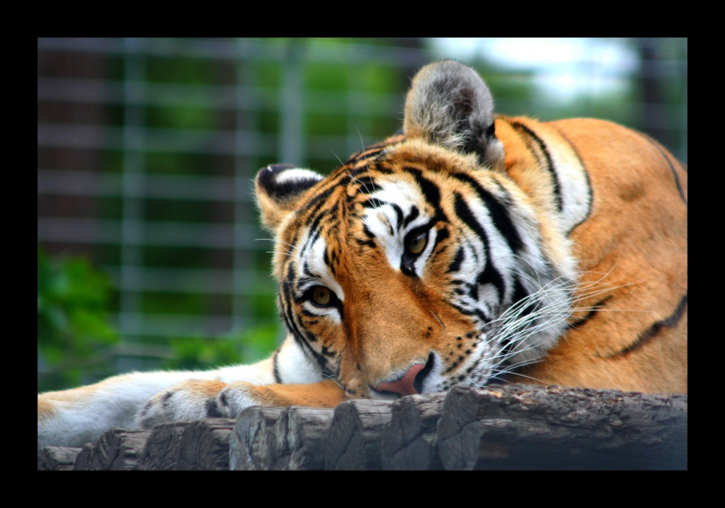 ZOO ARCACHON JUIN 2011 302