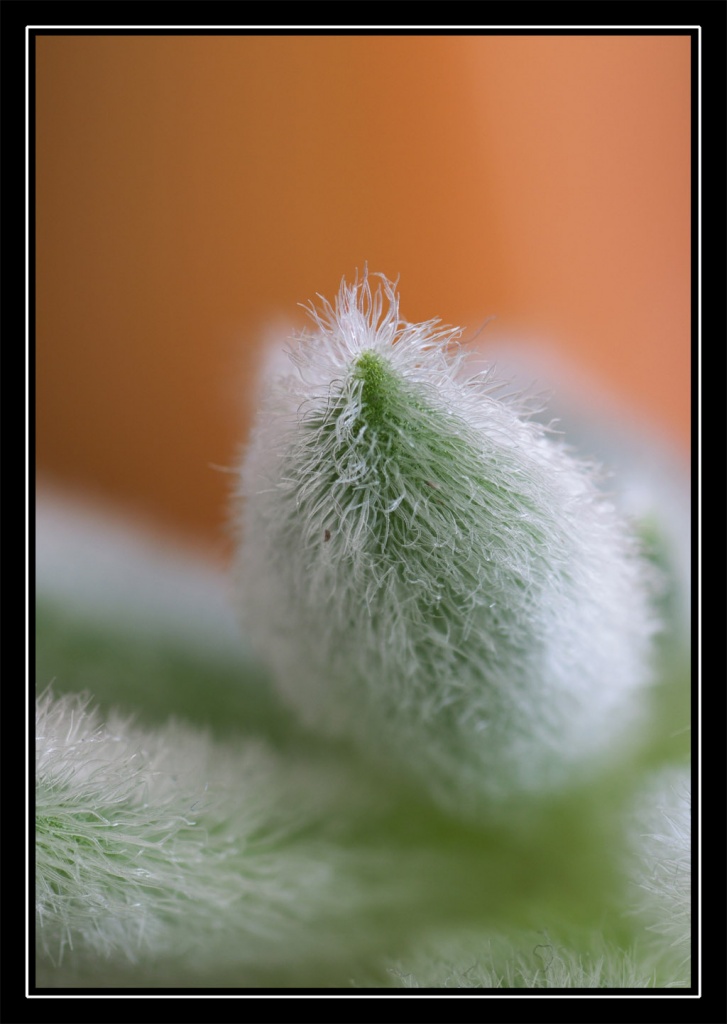Retour ....-macro24002.jpg