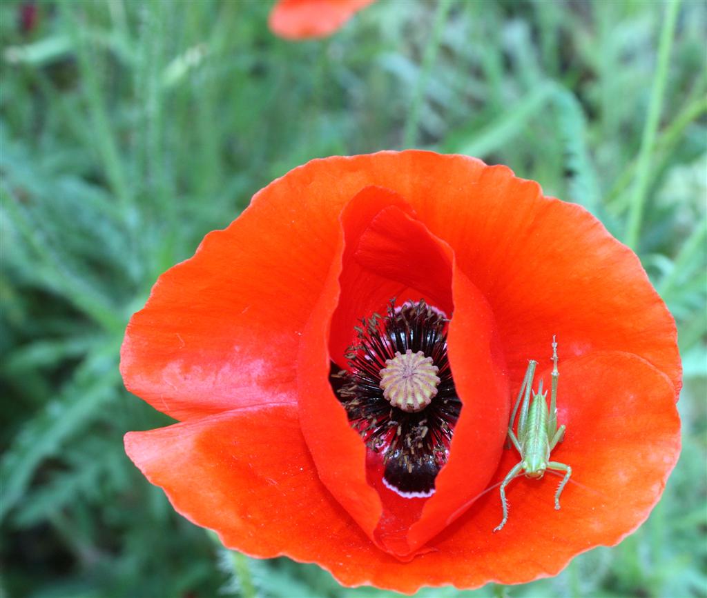 comment signer ses photos...-20110522020-large-.jpg