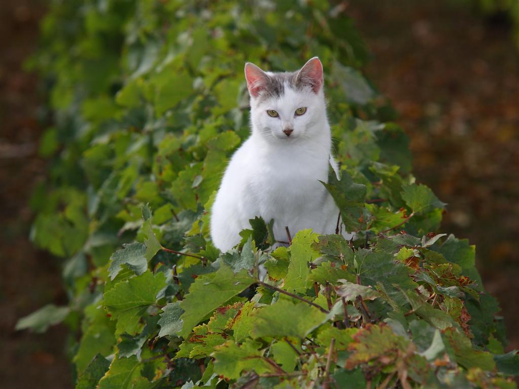 comment signer ses photos...-20101016001-large-.jpg