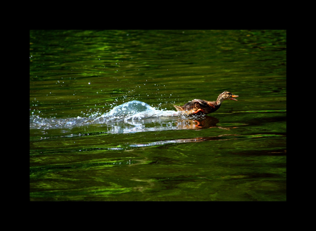comment signer ses photos...-mai-2011-canon-668.jpg