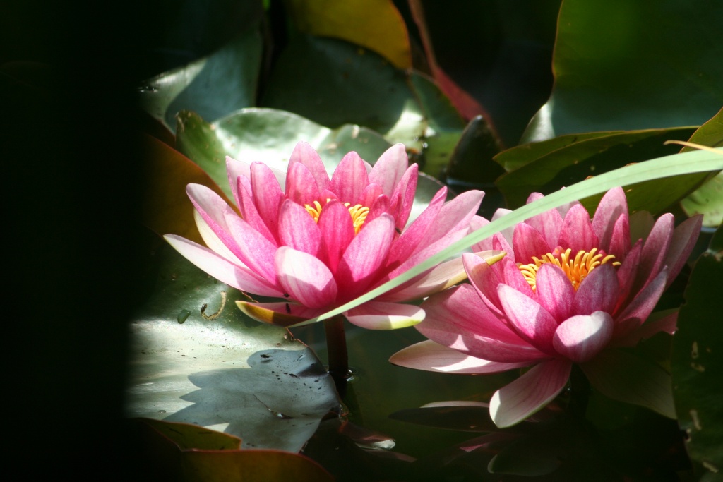 comment signer ses photos...-mai-2011-canon-644.jpg