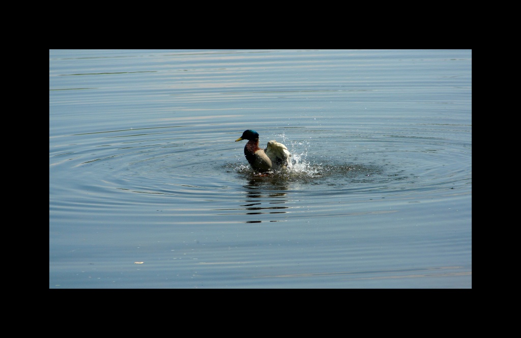 comment signer ses photos...-mai-2011-canon-569.jpg