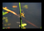 comment signer ses photos...-mai-2011-canon-748.jpg