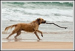 [Kit EOS 300D + Obj. 18-55] 960 &#1028;-chien3.jpg