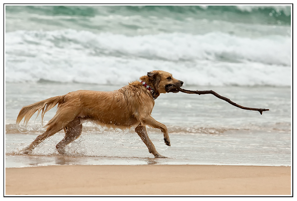 [Kit EOS 300D + Obj. 18-55] 960 &#1028;-chien3.jpg