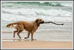 [Kit EOS 300D + Obj. 18-55] 960 &#1028;-chien5.jpg