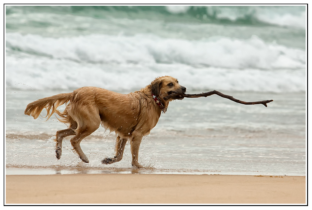 [Kit EOS 300D + Obj. 18-55] 960 &#1028;-chien5.jpg