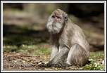 -macaque3.jpg