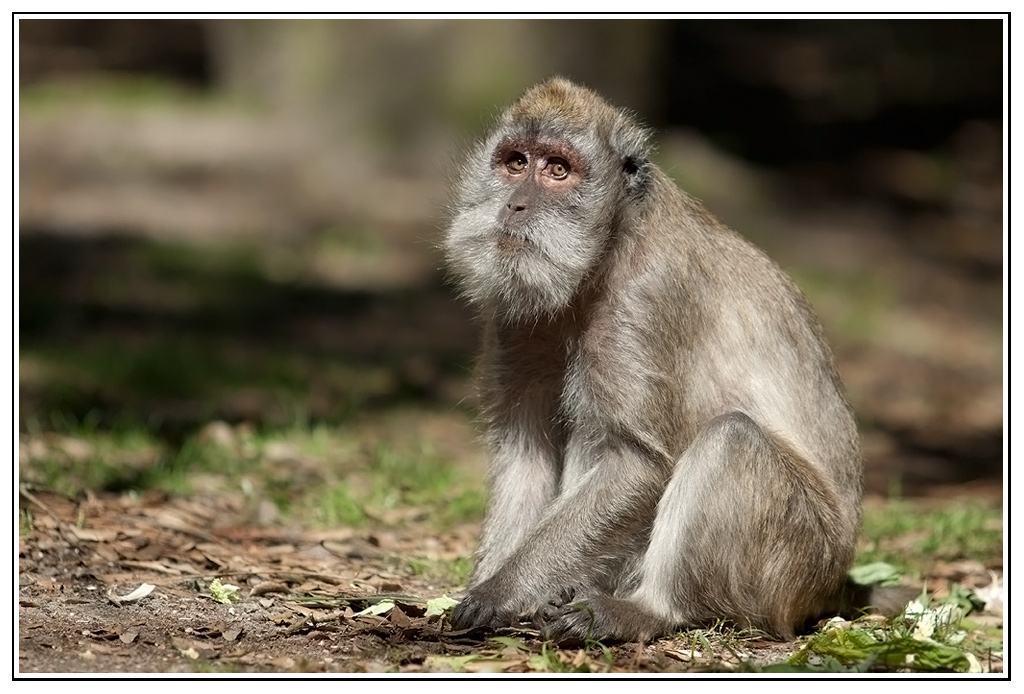-macaque3.jpg