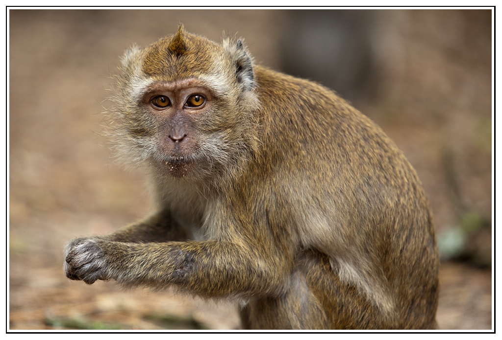 -macaque-5-.jpg