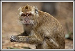 -macaque-5-.jpg