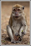 -macaque-14-.jpg