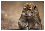 -macaque-15-.jpg