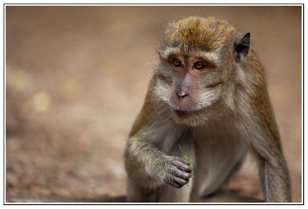 -macaque-15-.jpg