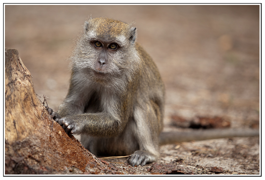 -macaque-6-.jpg