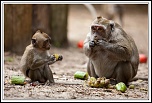 -macaque-10-.jpg