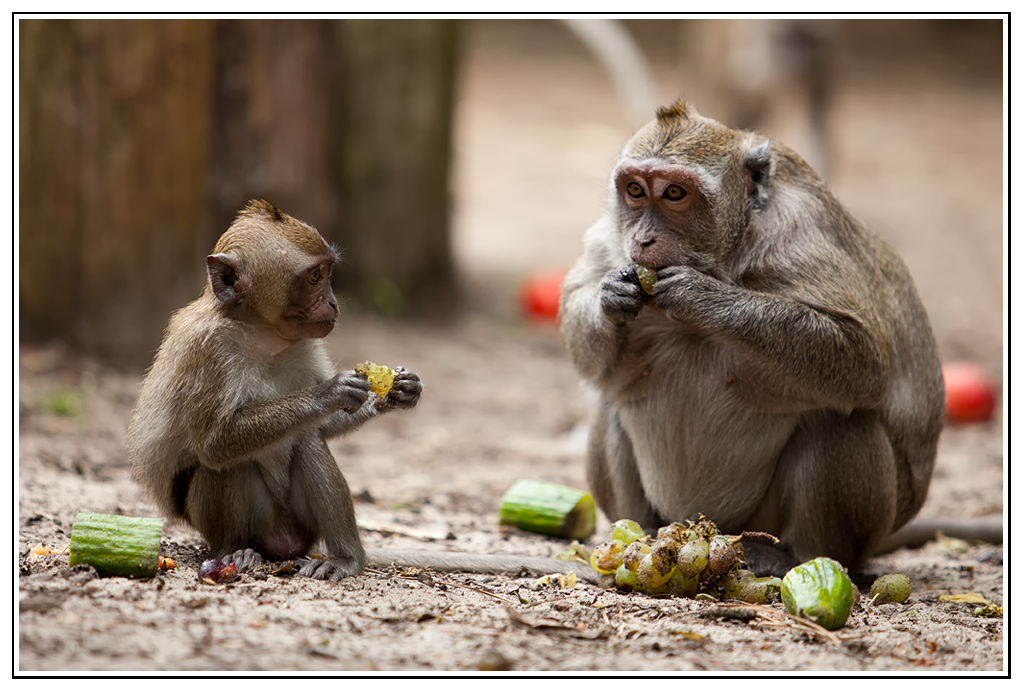-macaque-10-.jpg