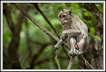-macaque4.jpg