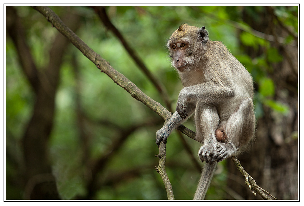 -macaque4.jpg