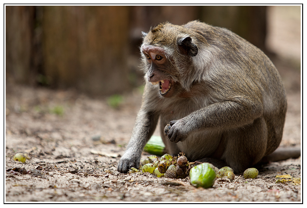 -macaque3.jpg