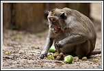 -macaque3.jpg