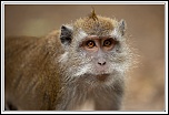 -macaque1.jpg