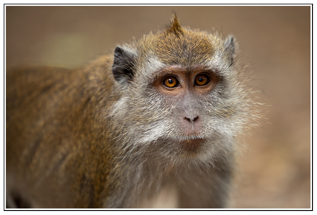-macaque1.jpg