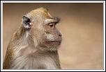-macaque-7-.jpg