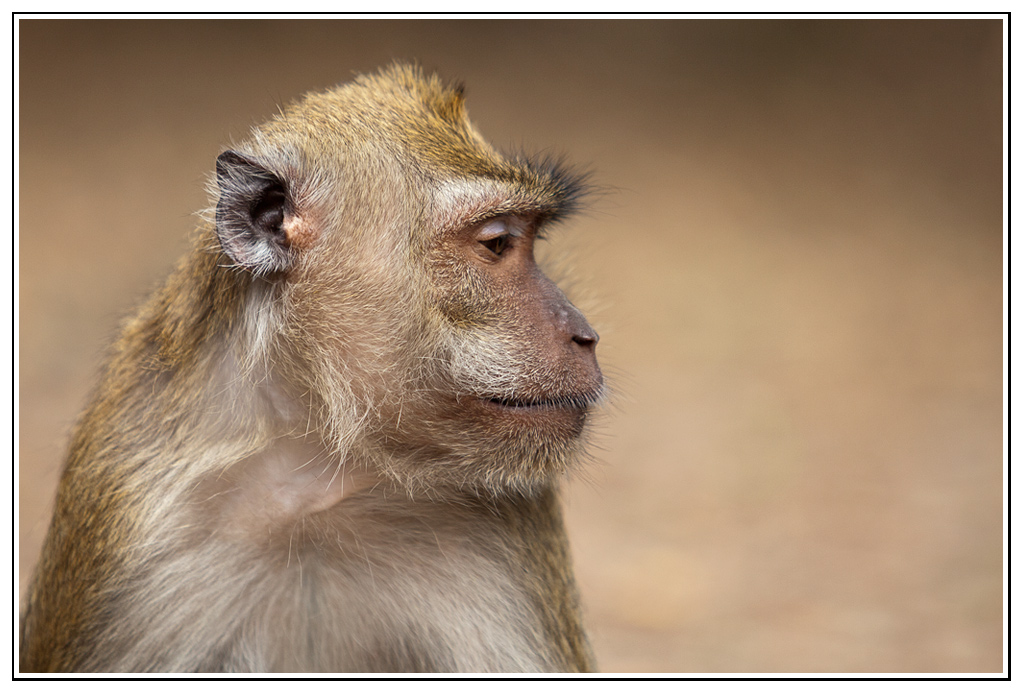 -macaque-7-.jpg