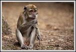 -macaque2.jpg