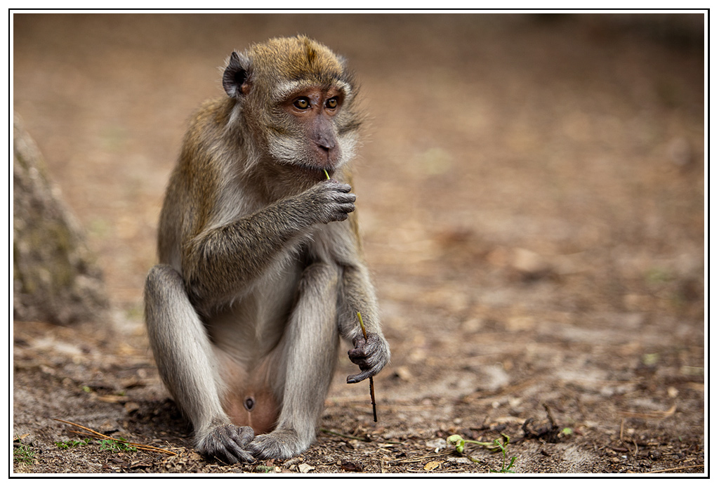 -macaque2.jpg