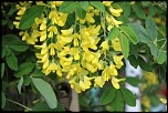 -img_0801.jpg
