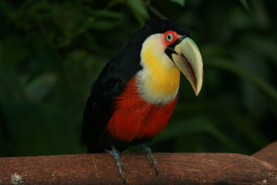 Toucan  Iguau