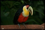 Toucan  Iguau