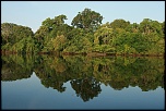 Mangrove sur le Rio Ngro (Amazonie)
