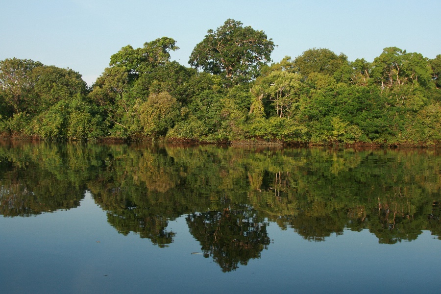 Mangrove sur le Rio Ngro (Amazonie)