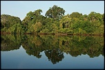 Mangrove sur le Rio Ngro (Amazonie)