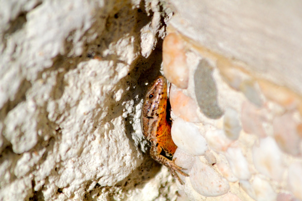 -img_5003.jpg