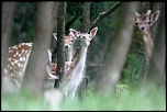 -img_6321.jpg