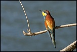 -img_6503.jpg