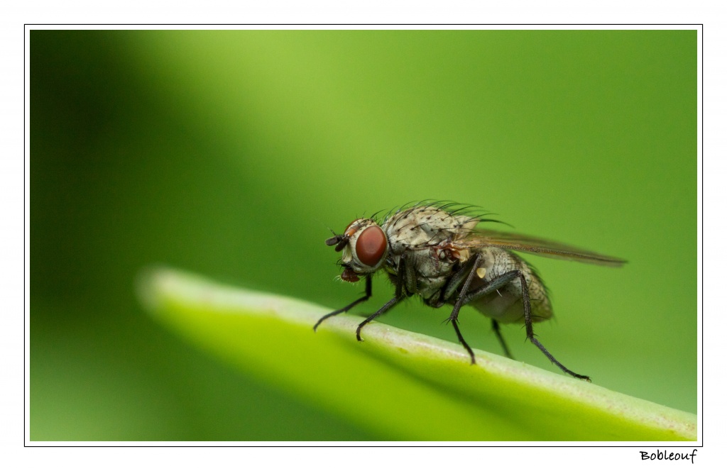 Une mouche en attente sur une feuille