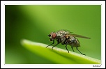 Macro
