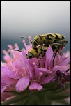 Macro