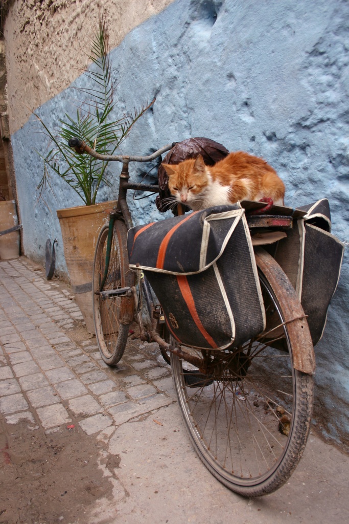 -img_8233.jpg