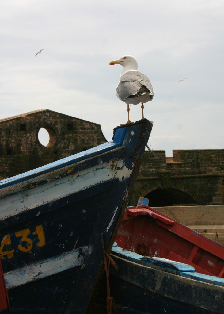 -img_8241.jpg